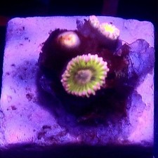WYSIWYG 3 Polyps Chiquita Zoas coral frag - See description corals frags