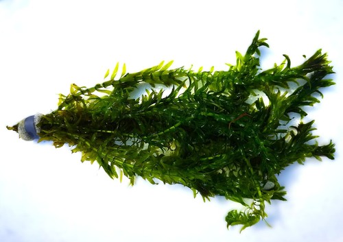 Bunch stems elodea - stems,