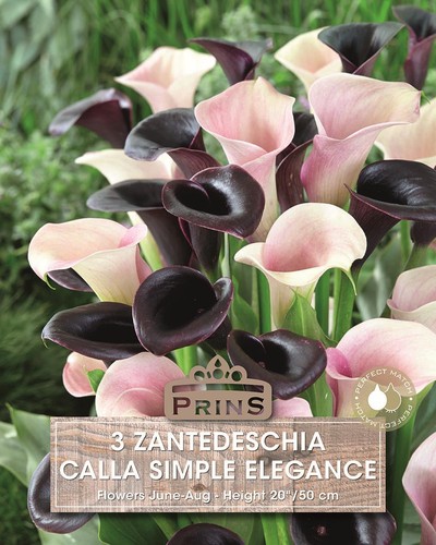 Calla lily bulbs elegance - calla,