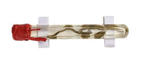 Sand worm wet specimen - sand,