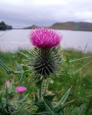 Scottish Thistle or Cotton Thistle Seeds - Onopordum acanthium - 20 Seeds