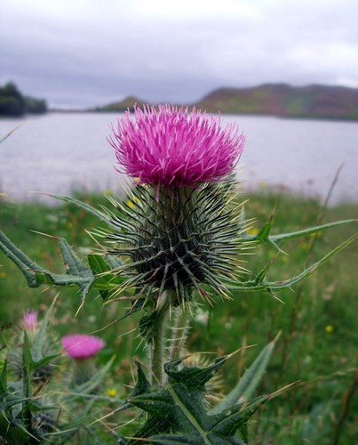 Scottish thistle cotton - scottish,