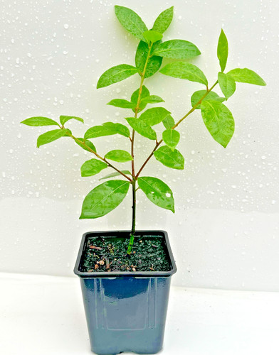 The gourmet kitchen bay tree - the,
