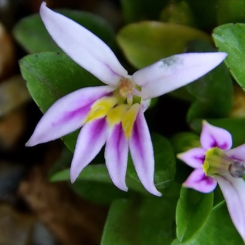 Lobelia oligophylla plug - lobelia,