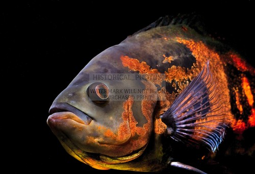 Oscar aquarium fish - aquarium, south