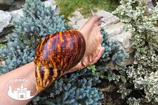 Archachatina marginata ovum XXL Snails Achatschnecke šnek Snigel Lumaca Snegl