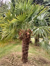 Trachycarpus  Fortunei  -