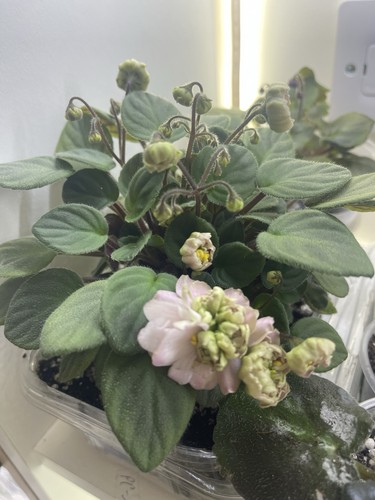 African violets two - violets,