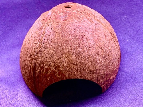 Coconut shell aquarium - , for