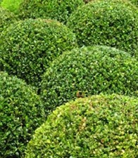 50 x Common Box seeds (buxus