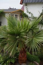 Washingtonia robusta - Petticoat Palme, Jungpflanze