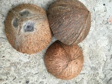 4 × Halves Shells Coconut