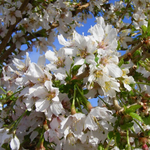 Cherry blossom tree garden - cherry,