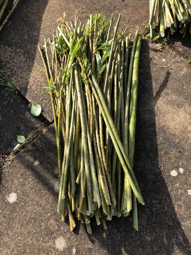 30x 55cm hybrid willow tree - 55cm,