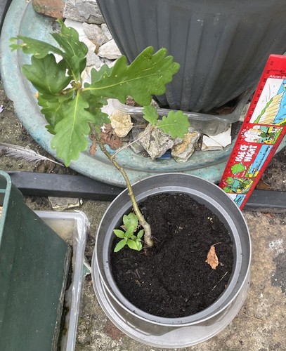 Oak tree sapling 40cm - oak,
