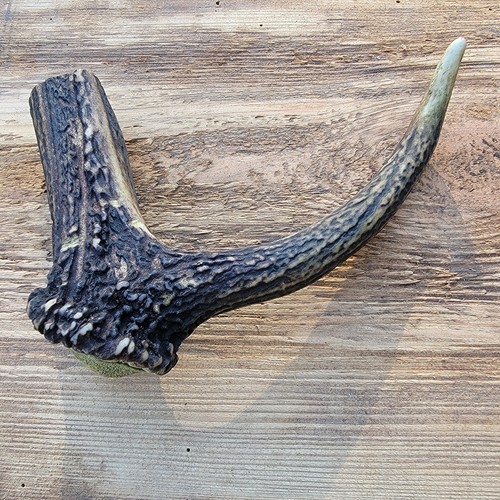 Red deer antler dog - red, antler/dog