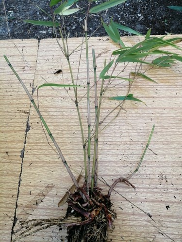 Bamboo fargesia rufa live - bamboo,