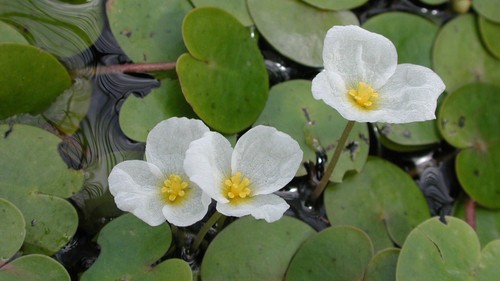 Frogbit floating pond - floating,