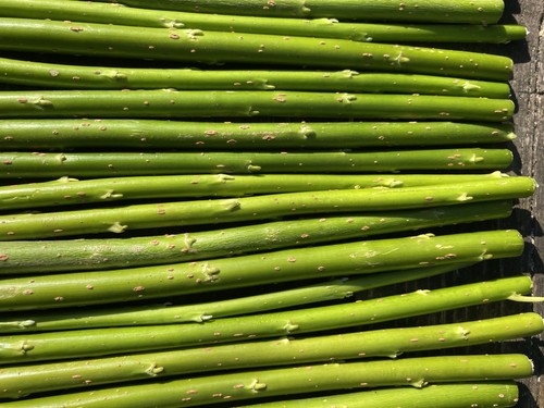 30cm hybrid willow salix - 50, x