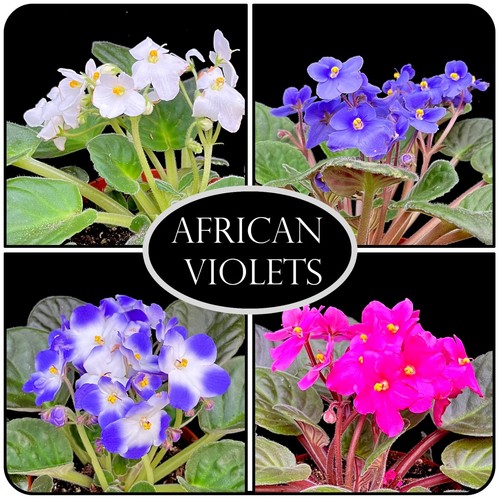 African violet streptocarpus - violet, 'streptocarpus'