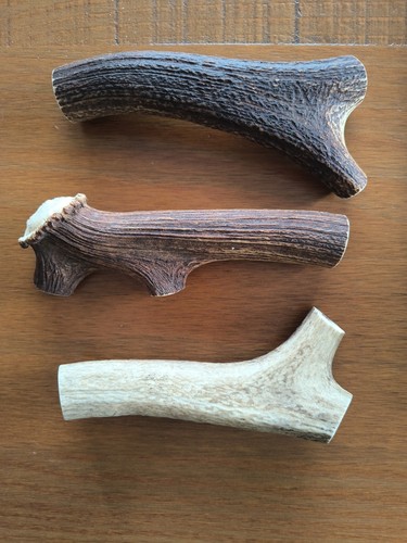 Deer antler chunks - antler, dog