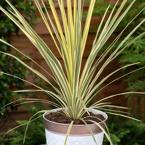 Cordyline lime passion 17cm - cordyline,
