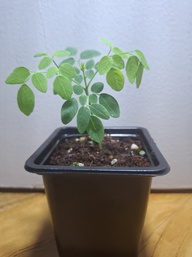 Moringa oleifera drumstick - moringa,