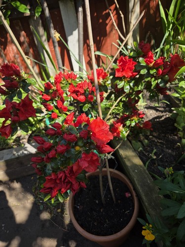 Azalea evergreen deep - deep, 24