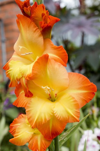 Gladioli nanus las vegas - nanus,