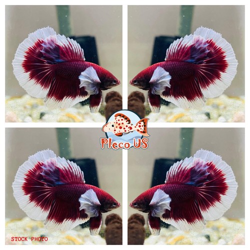 Live betta fish - live,