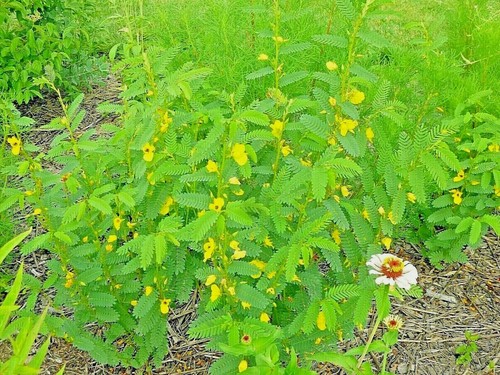 201 partridge pea seeds - 201+,