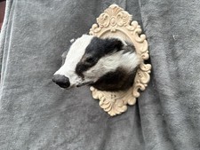 Stunning Badger Head. Meles