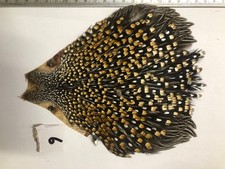 jungle cock cape for fly tying