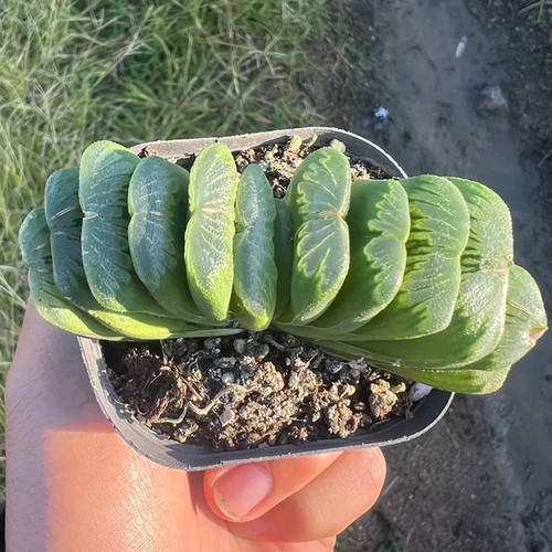6cm succulent plant haworthia - 6cm,