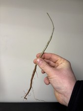 Commiphora Wightii Gugal Myrrh