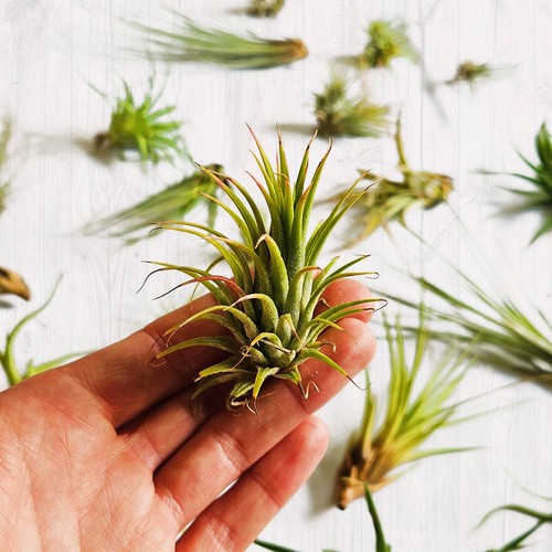 Air plant lucky - air,