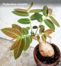 Rare Succulent Live Plant Phyllanthus mirabilis Random Boutique Garden Decor