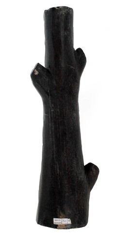 Fossil wood petrified - wood,,