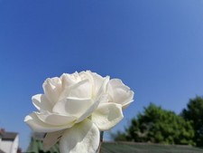 BJB Vintage Sasha dolls clothes ** custom order for Karola **