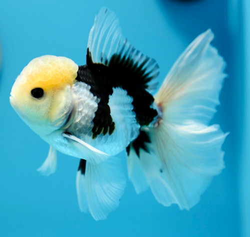Fancy thai goldfish - goldfish, panda