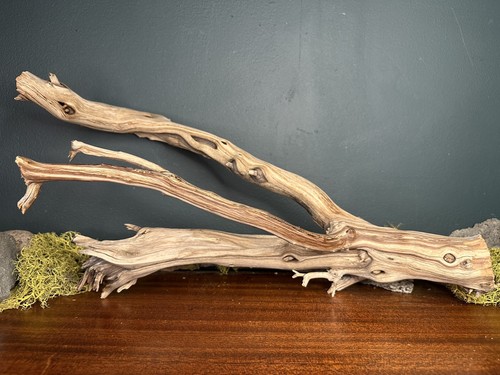 Large manzanita - 19”,