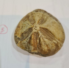 micraster echinoid fossil –genuine cretaceous sea urchin from The Isle of Wight
