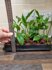 Peace Lily, Spathiphyllum spp