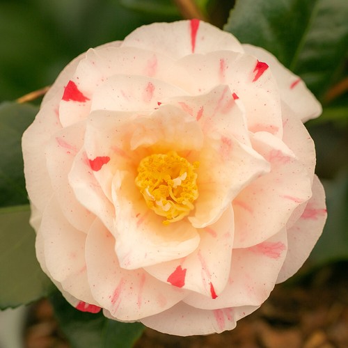 Camellia contessa lavinia - camellia,