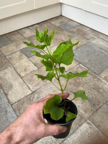 Caucasian spinach hablitzia - spinach,