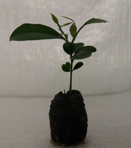 Orange citrus sinsensis - orange,,