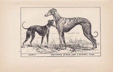 1900 WHIPPET & GREYHOUND DOG