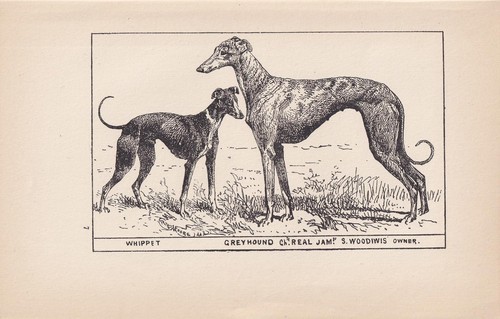 1900 whippet greyhound dog - 1900, &