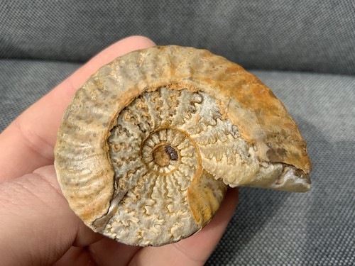 Ammonite fossil sutures - fossil, +