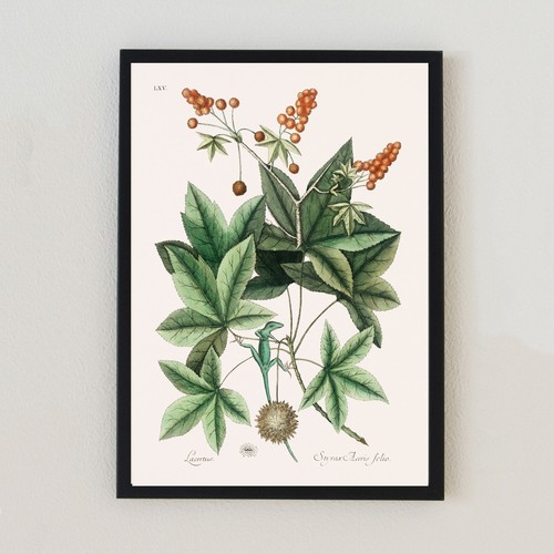 Vintage botanical illustration - vintage,